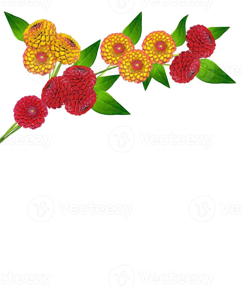 Dahlia flower isolated on white background photo