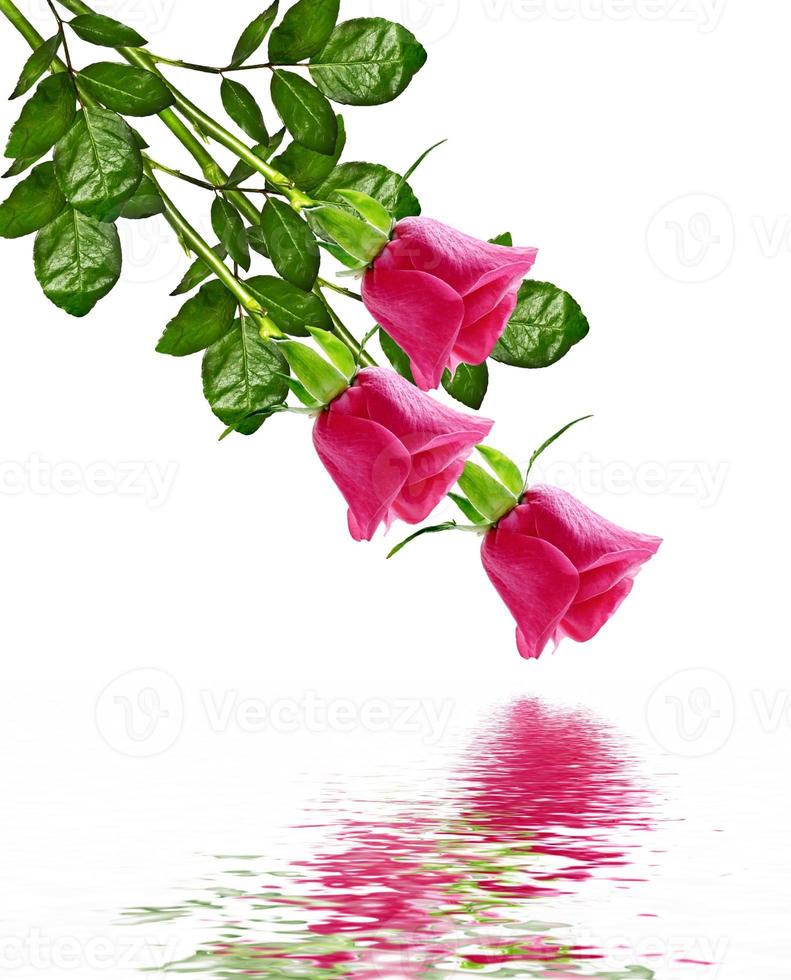 The buds of flowers roses. photo