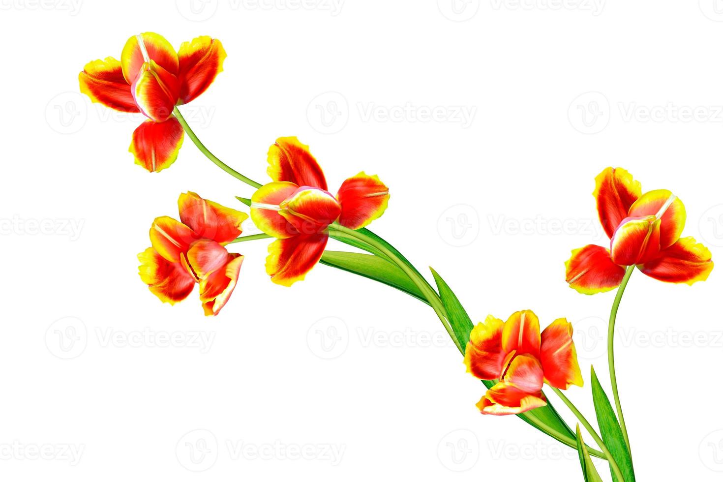 spring flowers tulips isolated on white background. photo