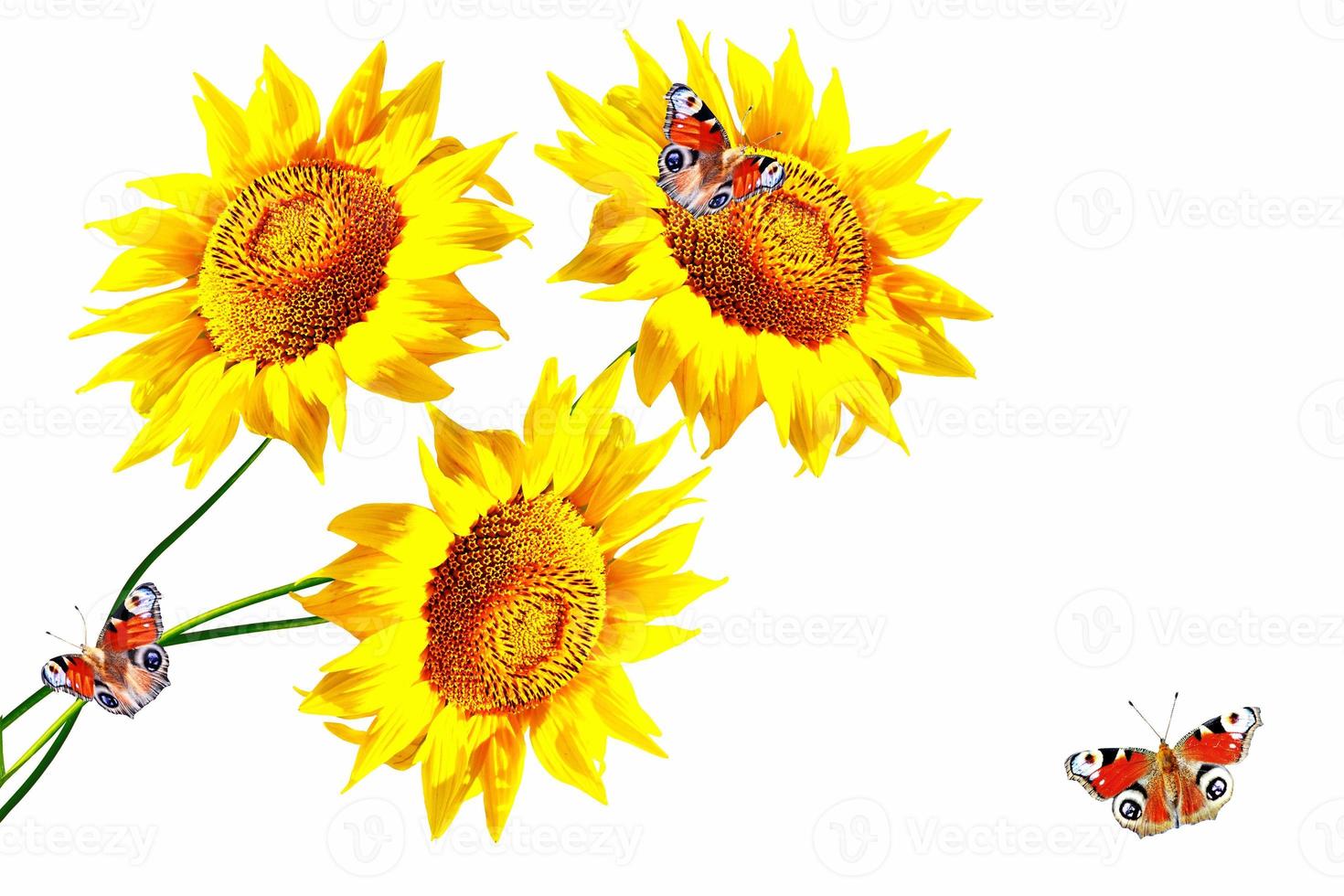 colorful sunflower isolated on a white background photo