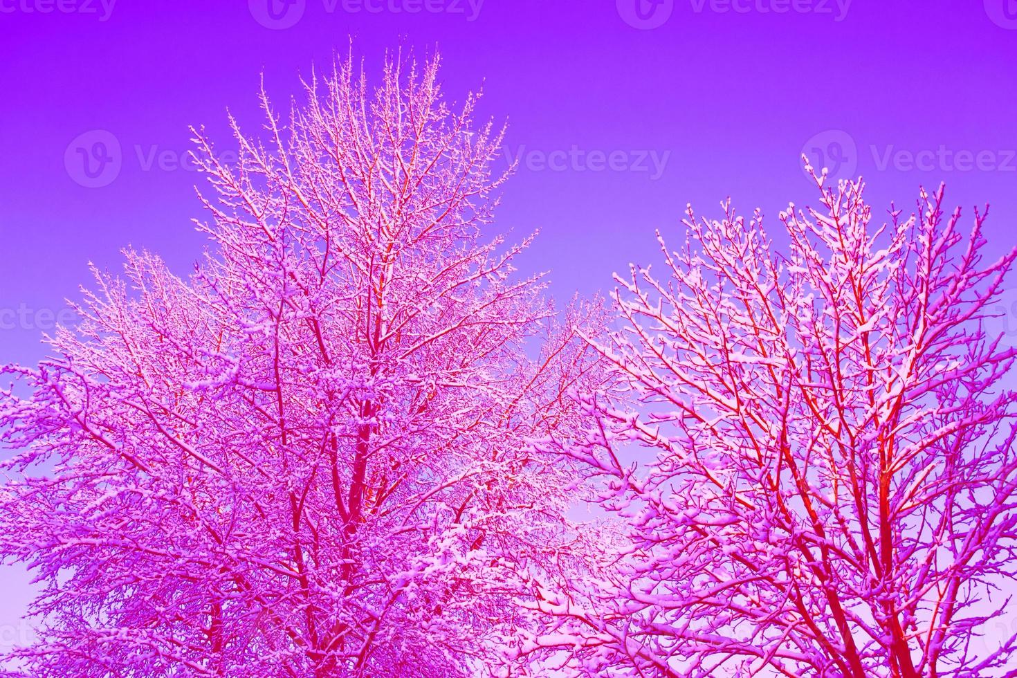 Frozen winter forest with snow covered trees. photo