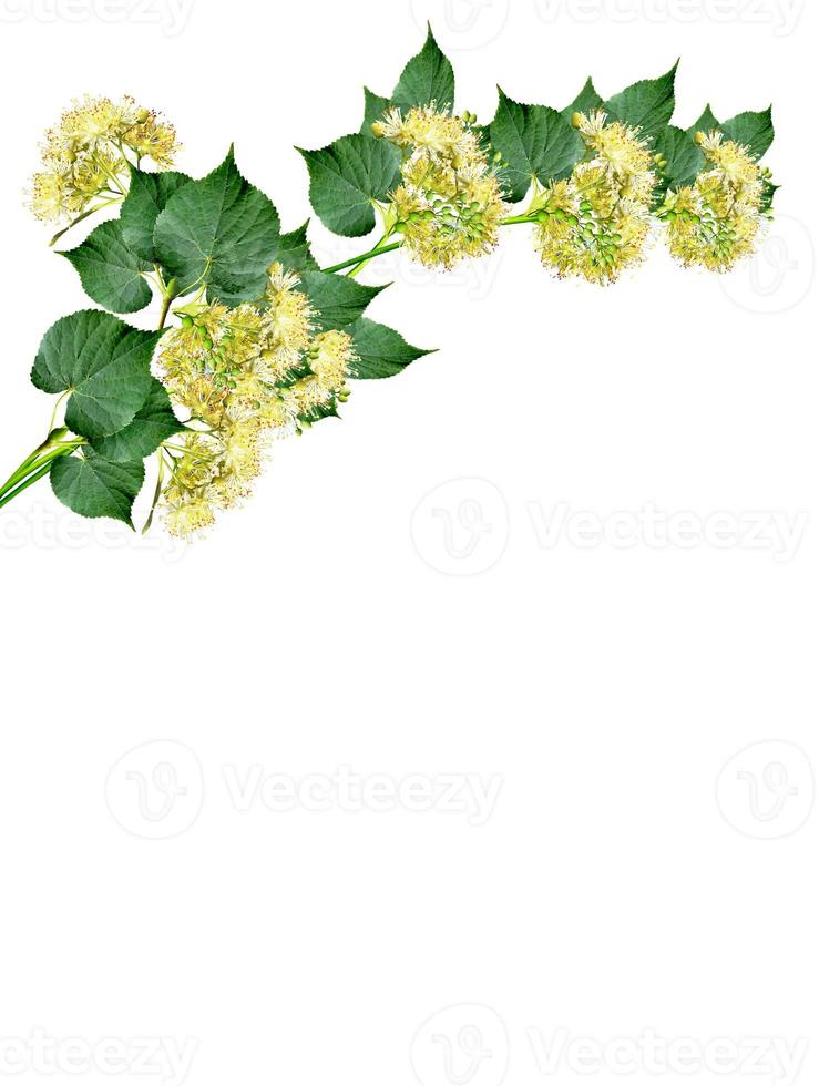 linden flowers on a white background photo