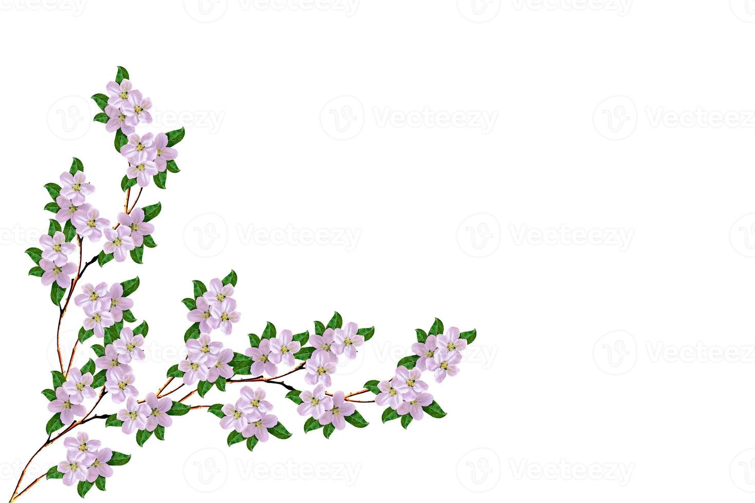Flowering branch of apple isolated on a white background. Spring Flower. photo
