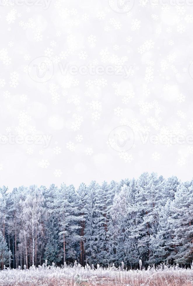 forest in the frost. Winter landscape. Snow covered trees. photo