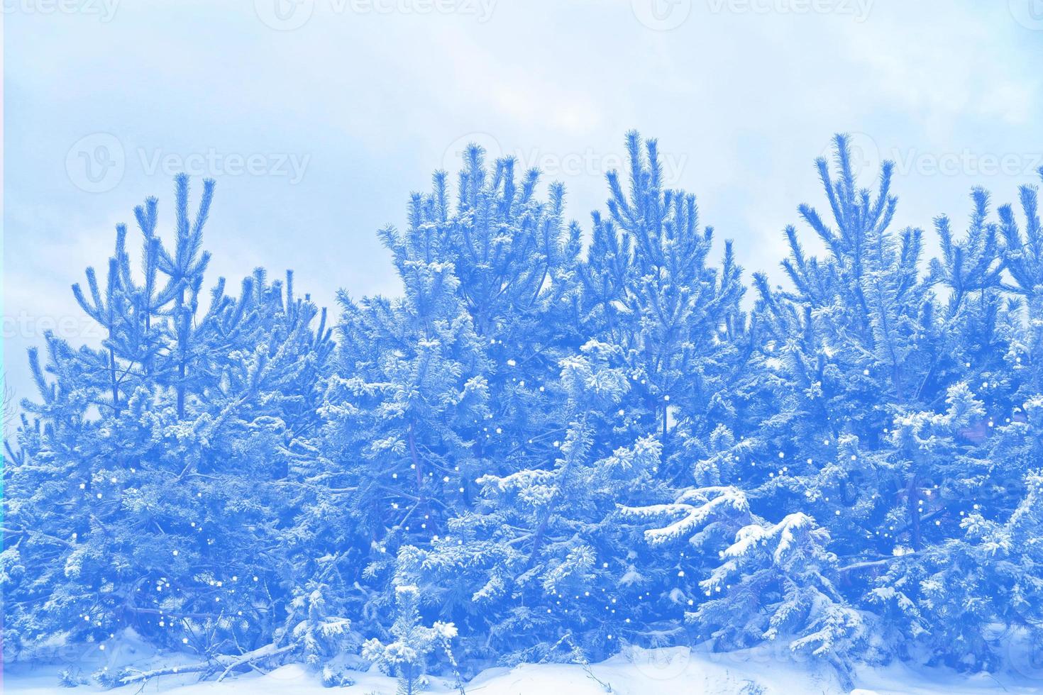 Frozen winter forest with snow covered trees. photo