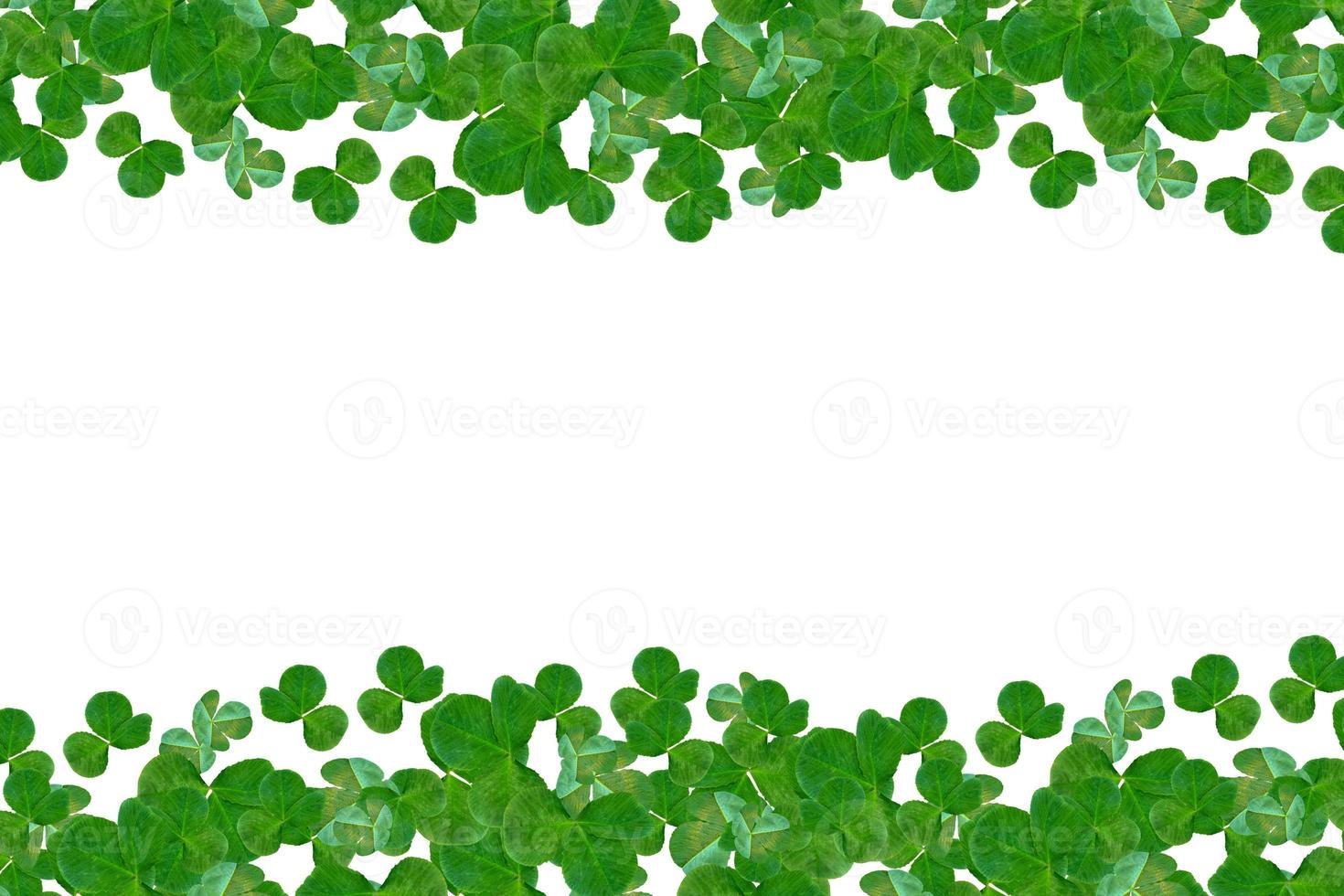 Green clover leaves on a background summer landscape. photo