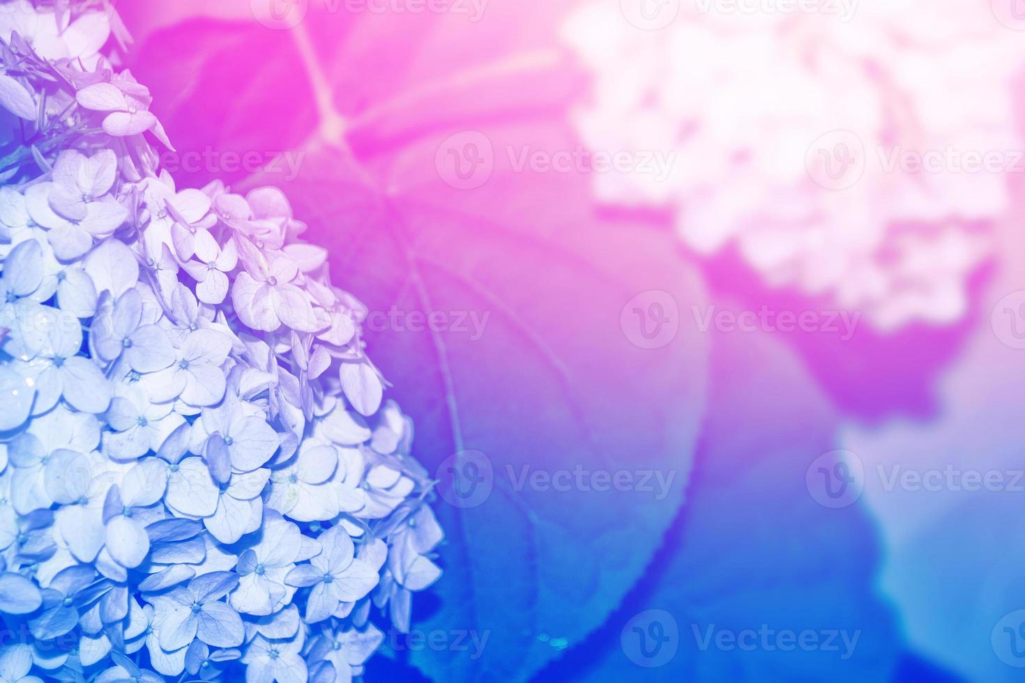 Colorful hydrangea flowers. photo