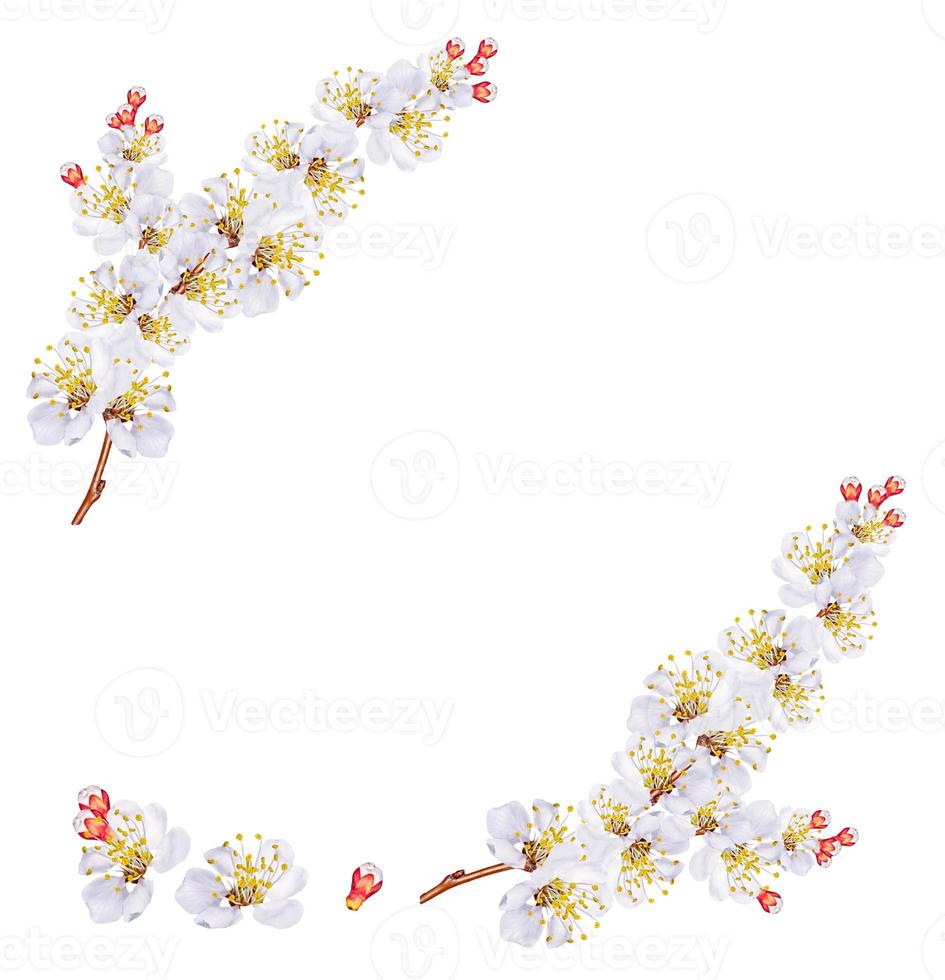 Flowering branch apricot isolated on a white background. Spring Flower. photo