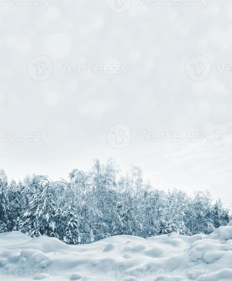 Frozen winter forest with snow covered trees. photo