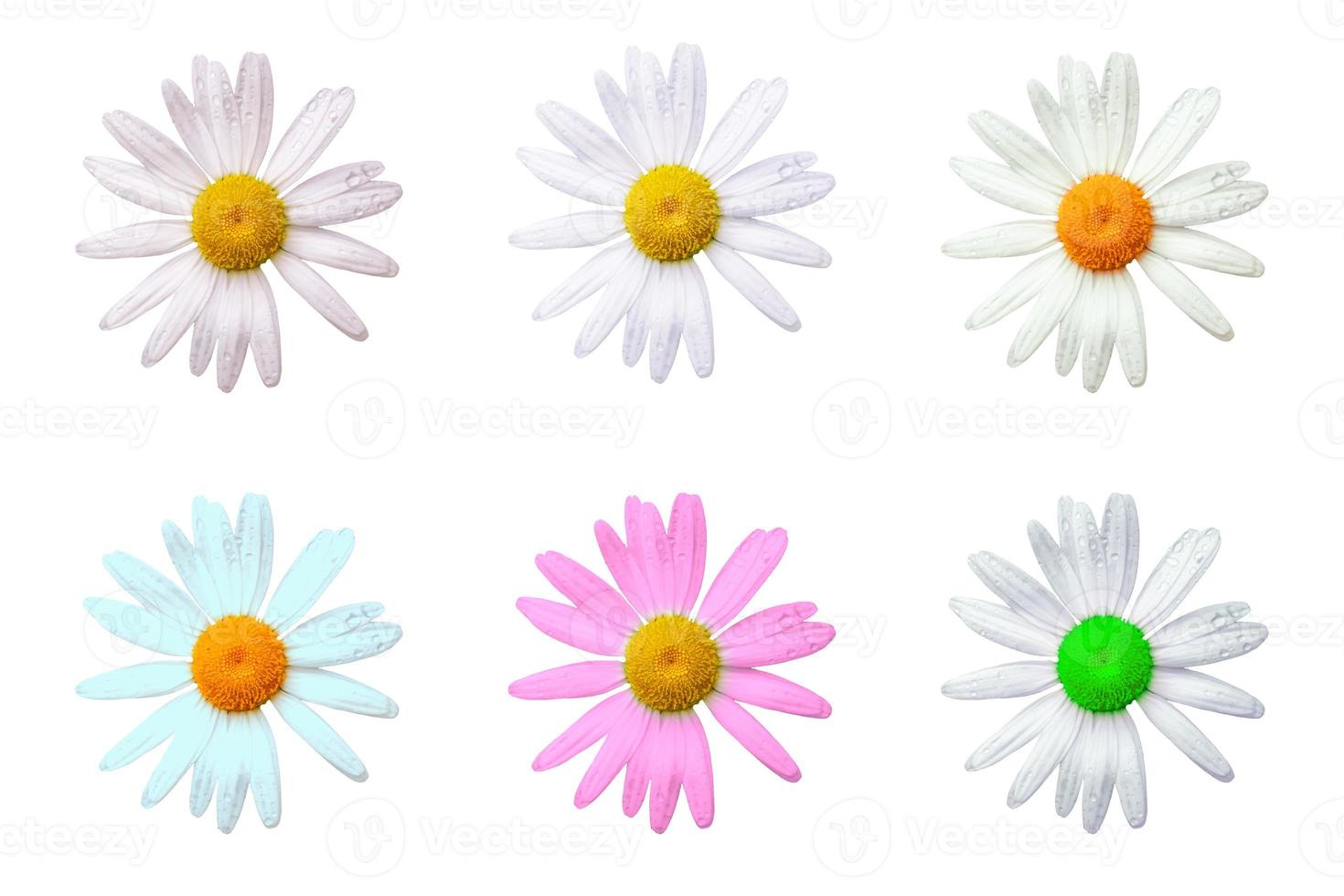 daisies summer white flower isolated on white background photo