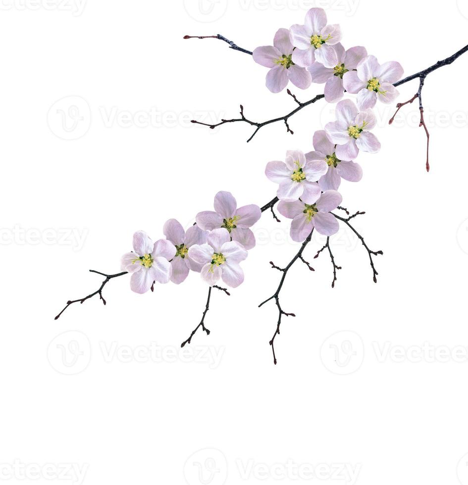 Flowering branch of cherry photo