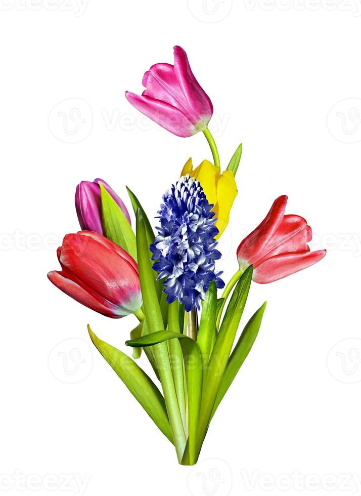 spring flowers tulips isolated on white background. hyacinth photo