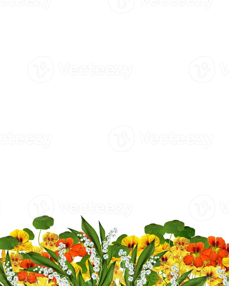 flowers isolated on white background photo