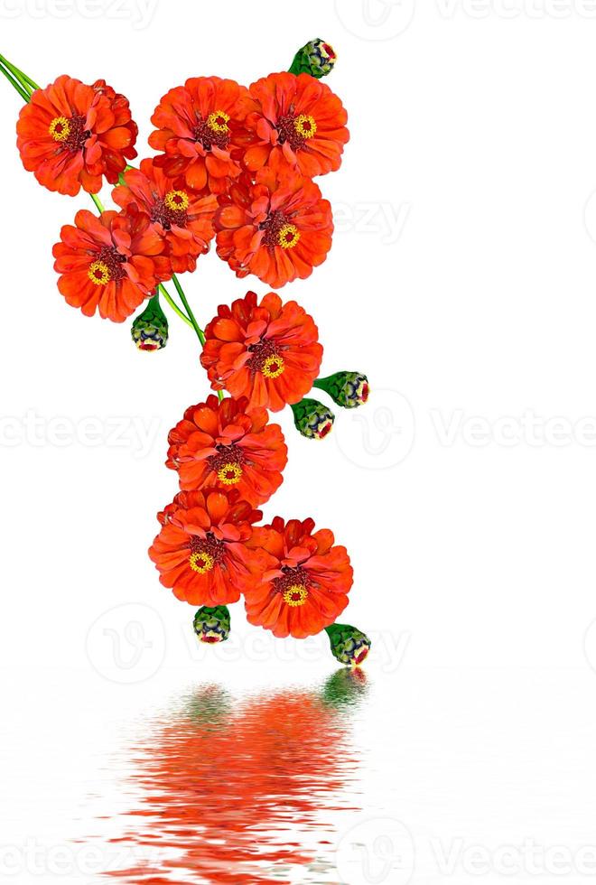 Zinnia flowers isolated on white background photo