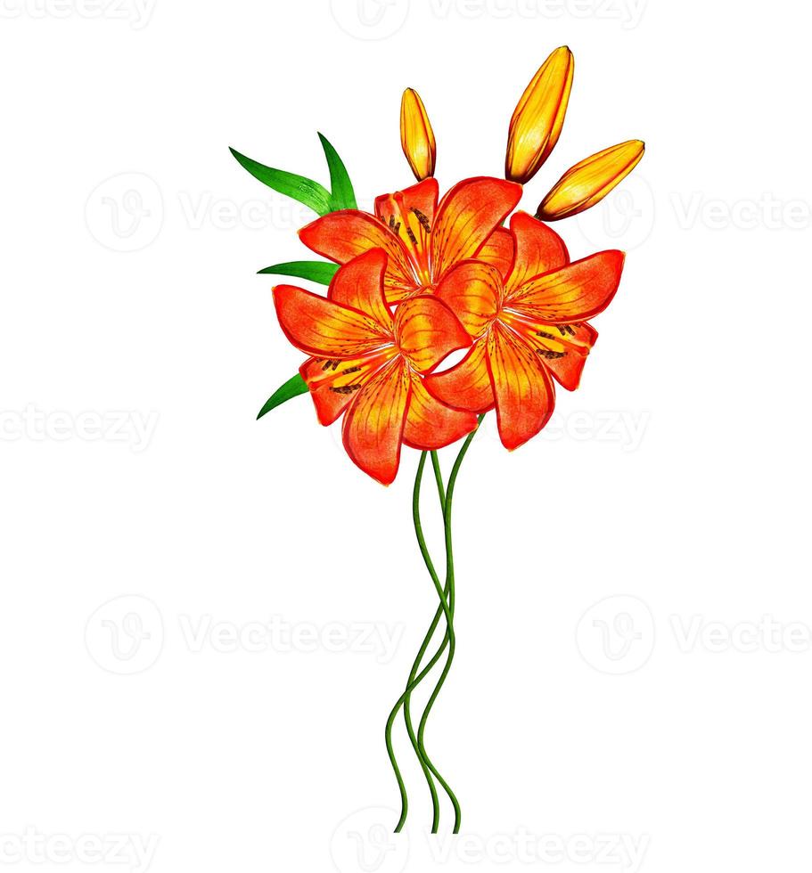 Flower lily isolated on white background. photo