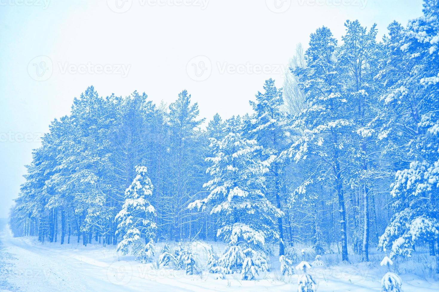 Frozen winter forest with snow covered trees. photo