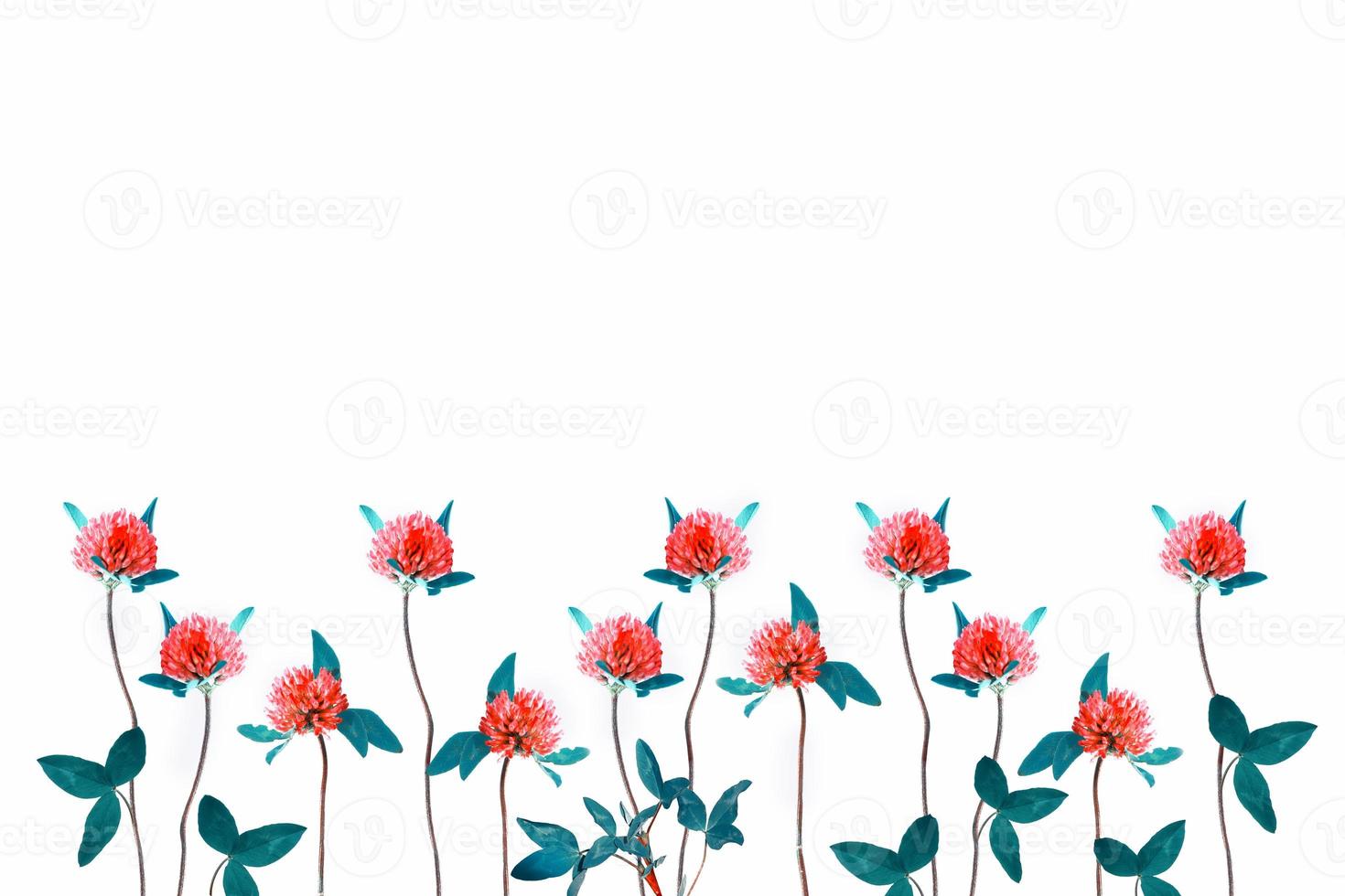 trébol rojo salvaje. trifolium pratense foto