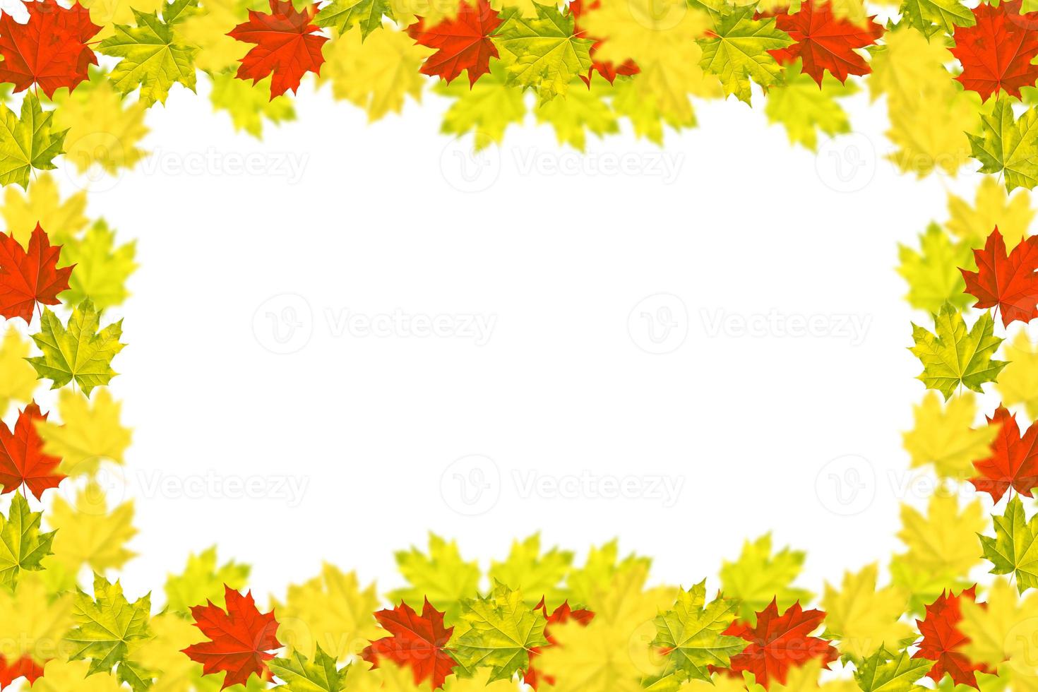 Bright colorful autumn leaves photo