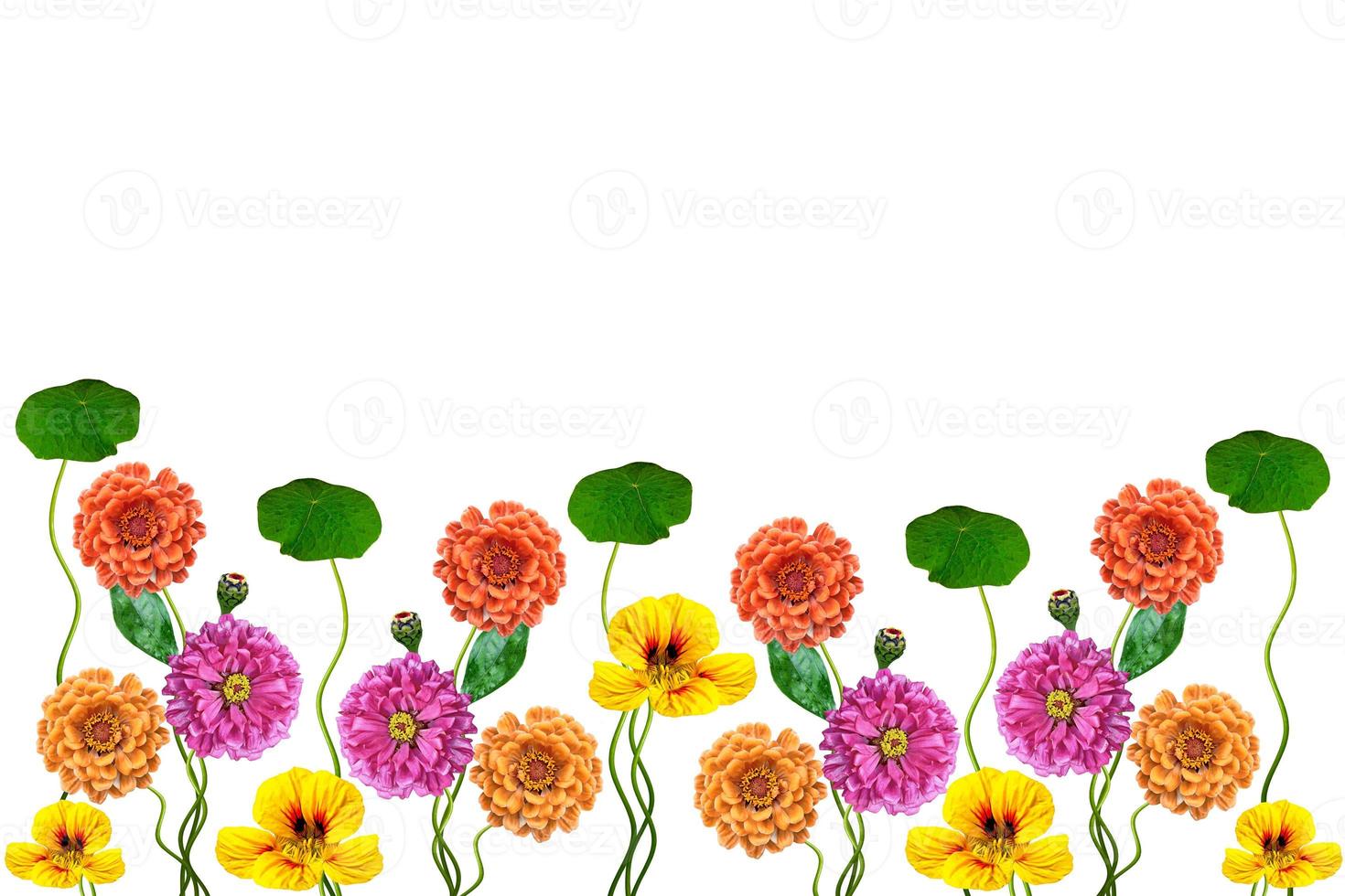 Petunias isolated on a white background. Colorful flowers. photo