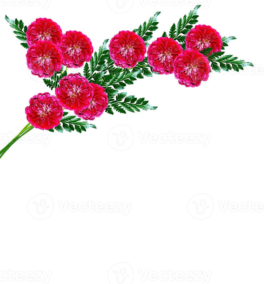 Dog roseflowers on a white background photo