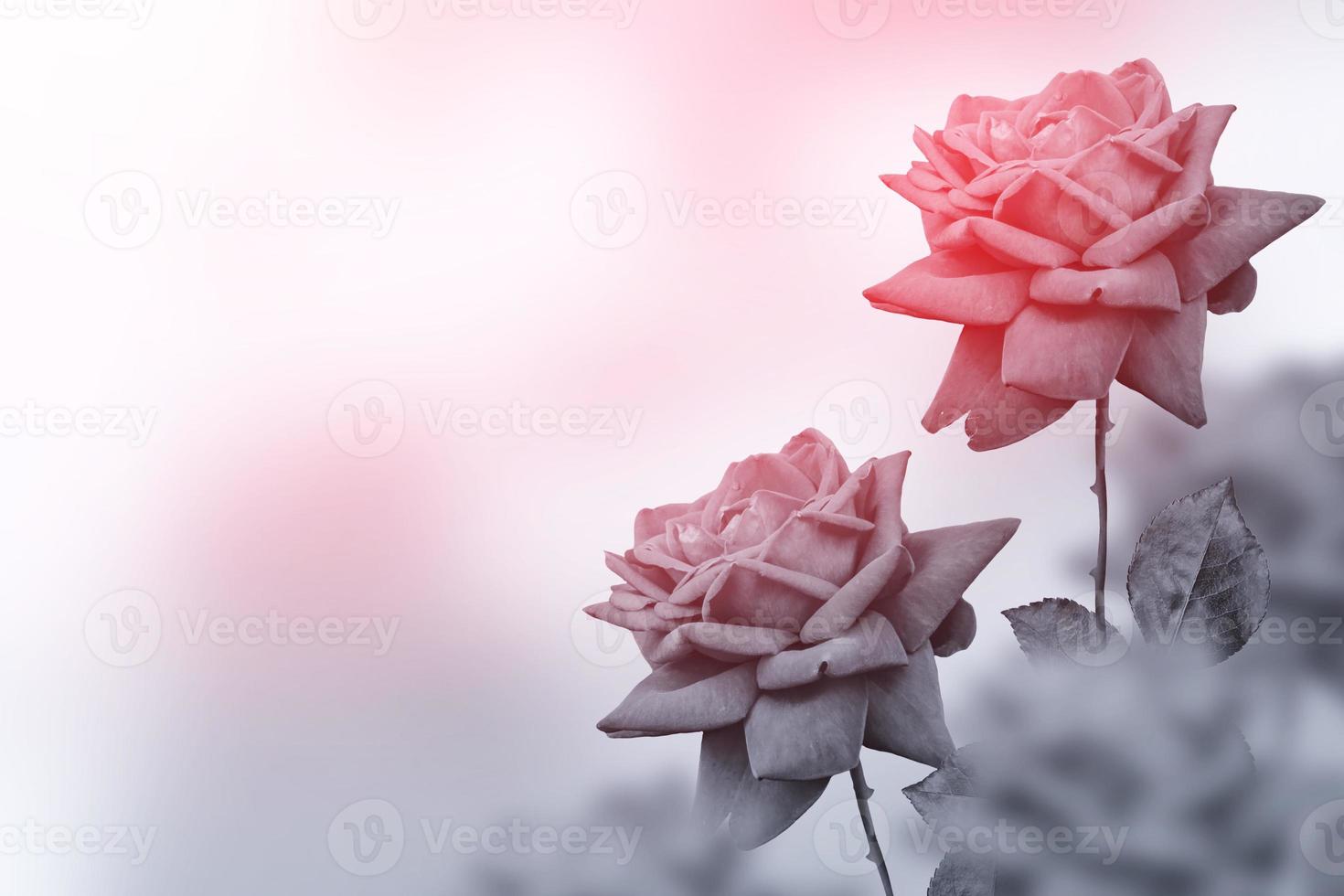 Bright colorful flower rose photo