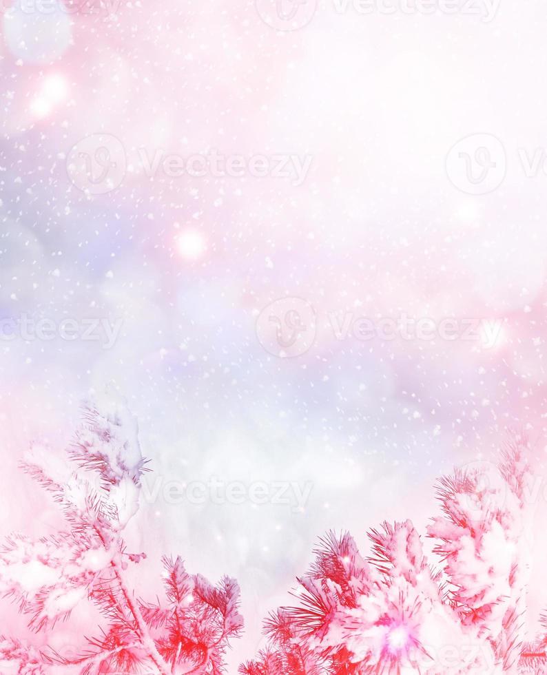 Frozen winter forest with snow covered trees. photo