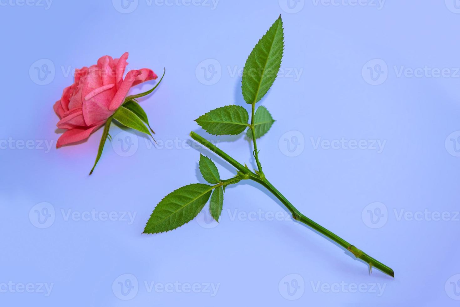 Bright colorful flower rose photo