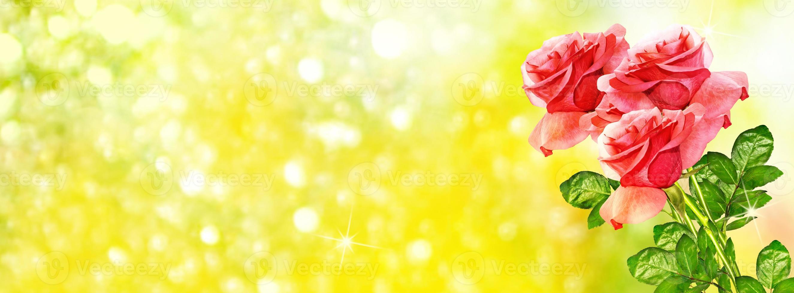 Colorful flower buds of roses on a background summer landscape. photo