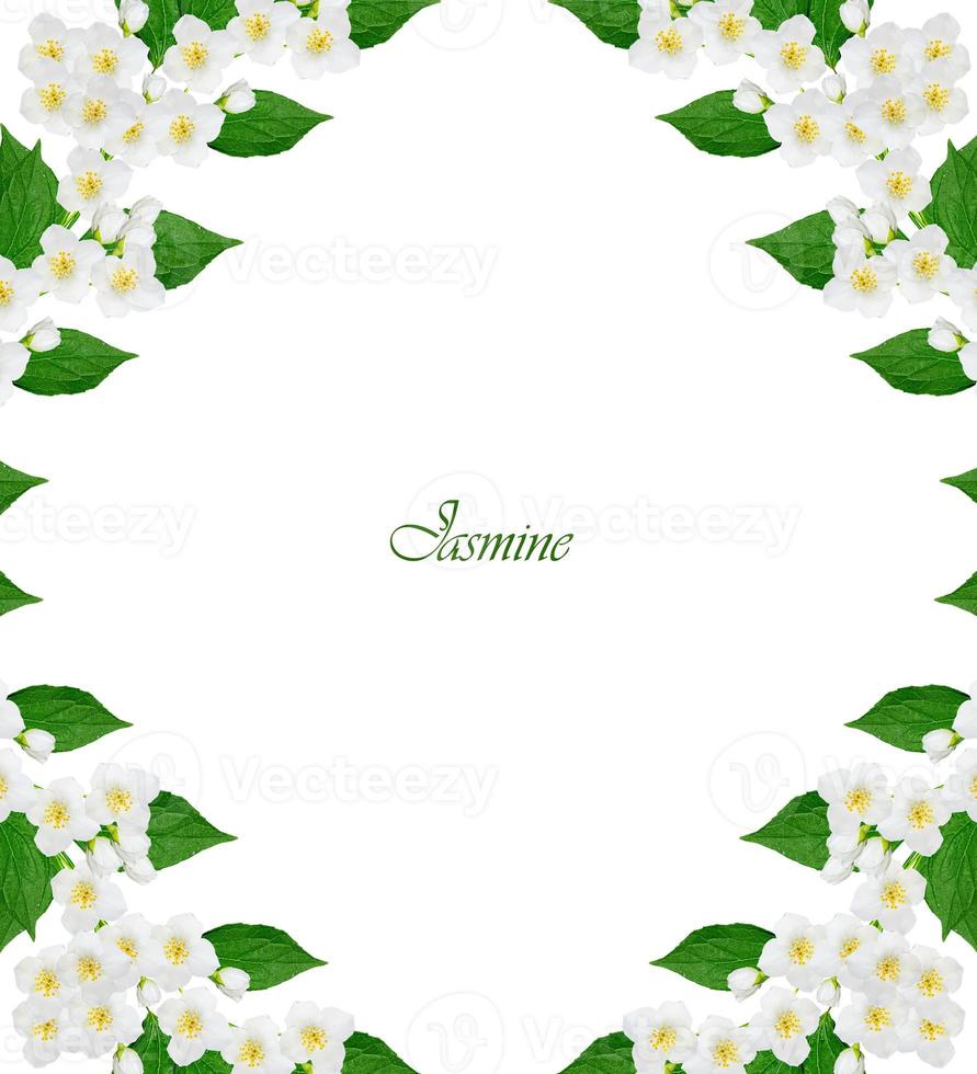 branch of jasmine flowers photo