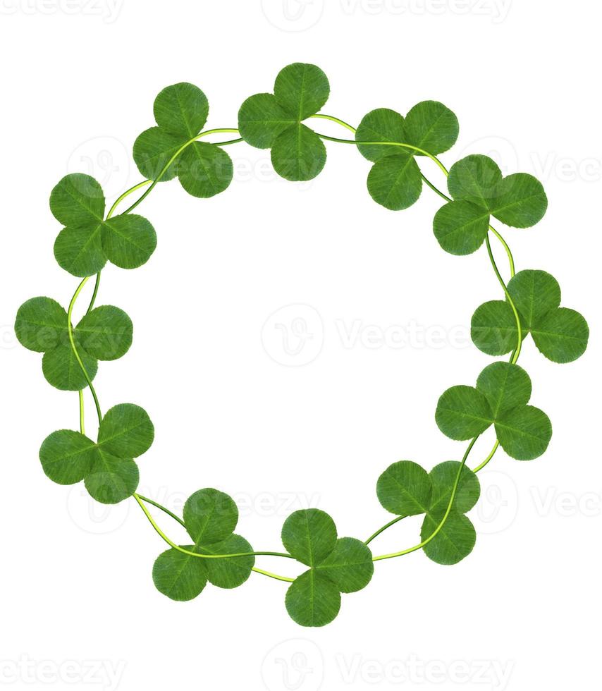 leaf clover on white background photo