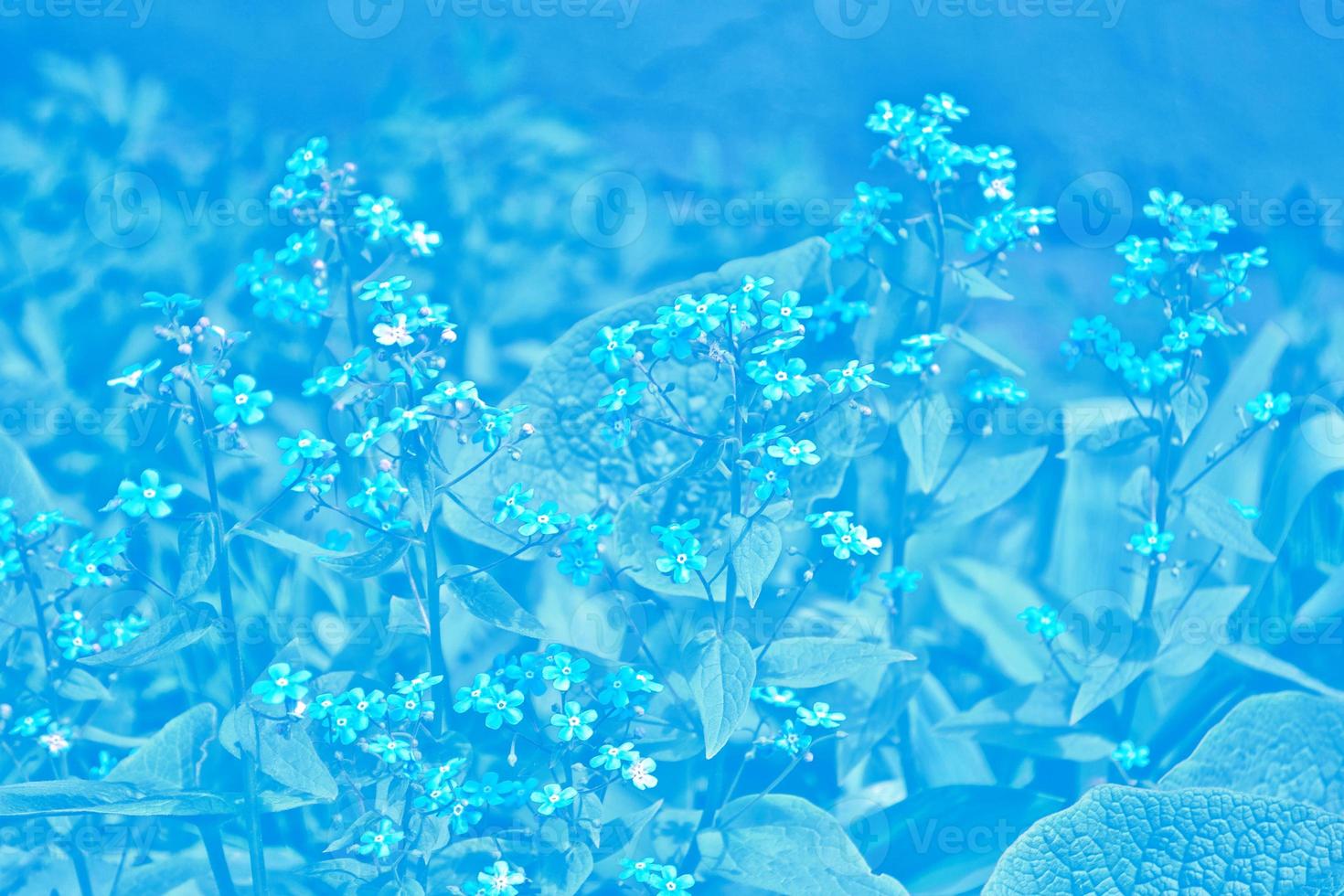Me-nots Wildflowers on the background of the summer landscape. photo