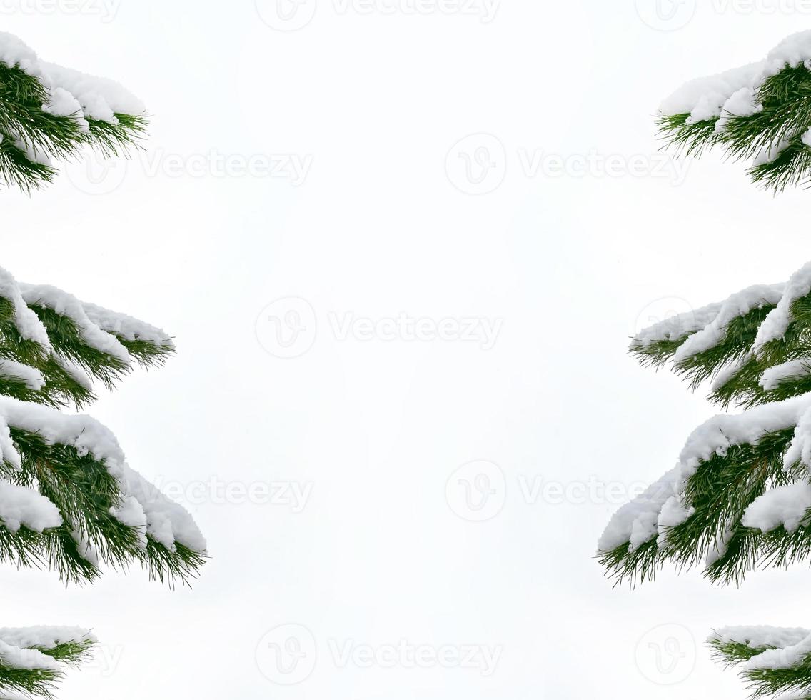 forest in the frost. Winter landscape. Snow covered trees. photo