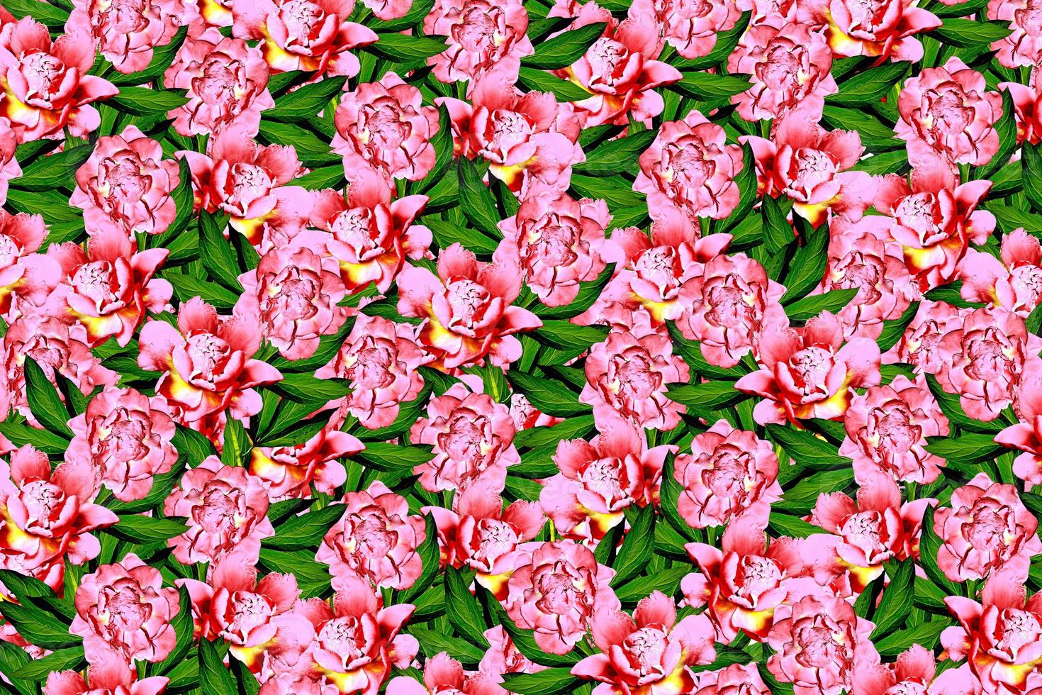 abstract background of peony flowers photo