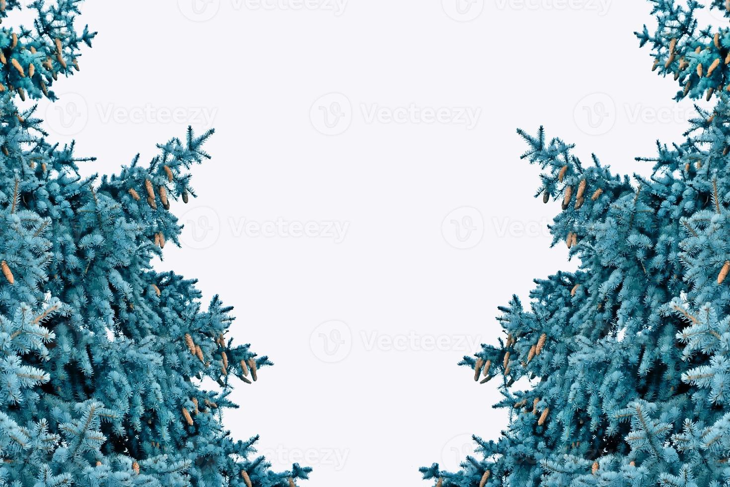 Snow covered trees. fir branch isolated on white background. photo