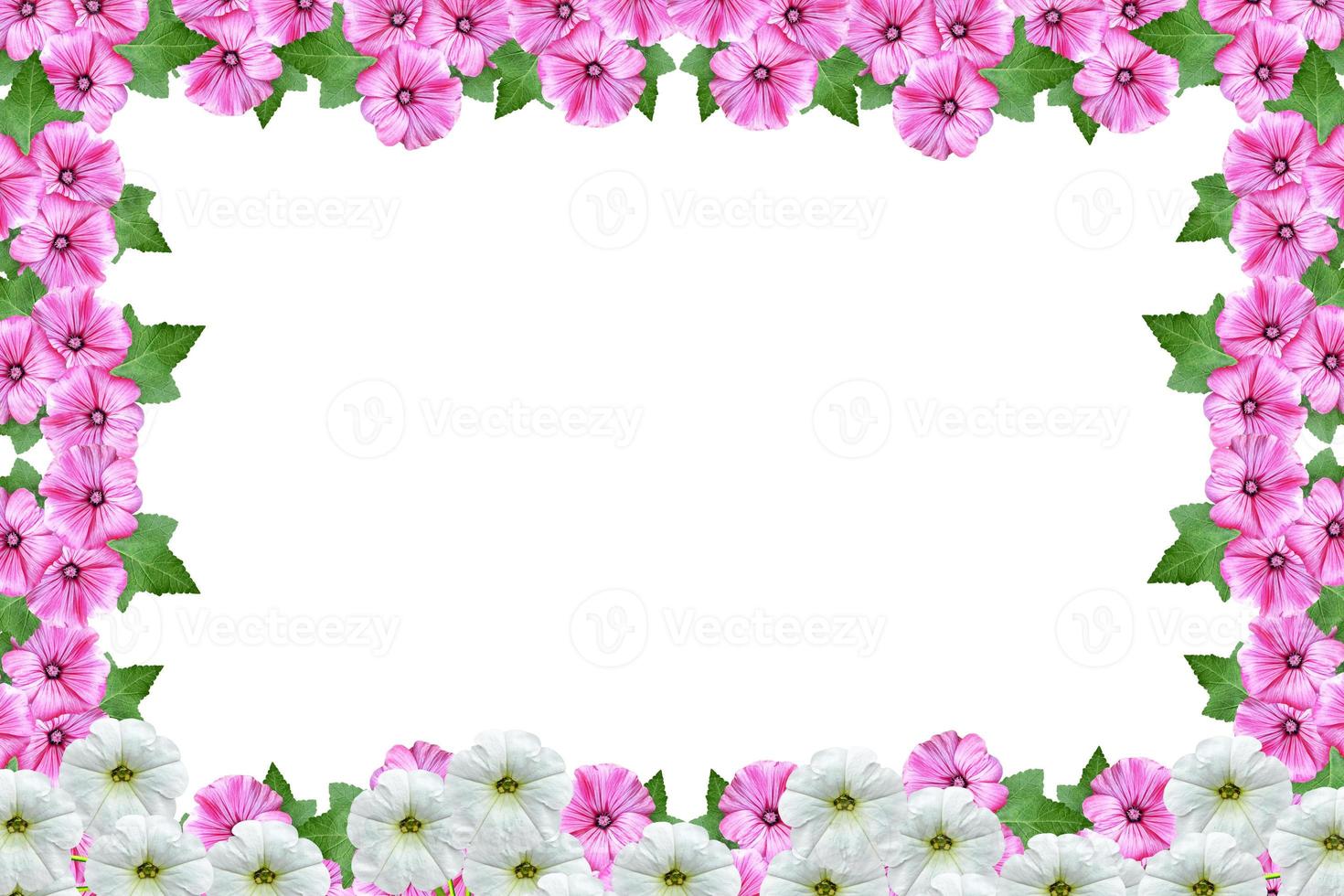 lavatera  isolated on white background. bright flower photo