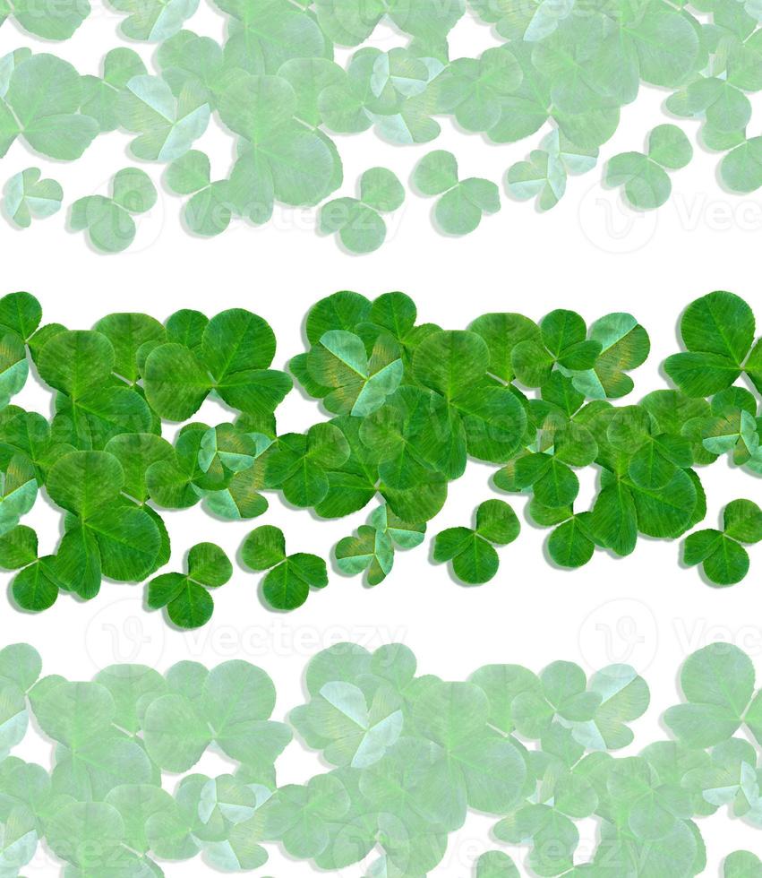 Green clover leaves on a background summer landscape. photo