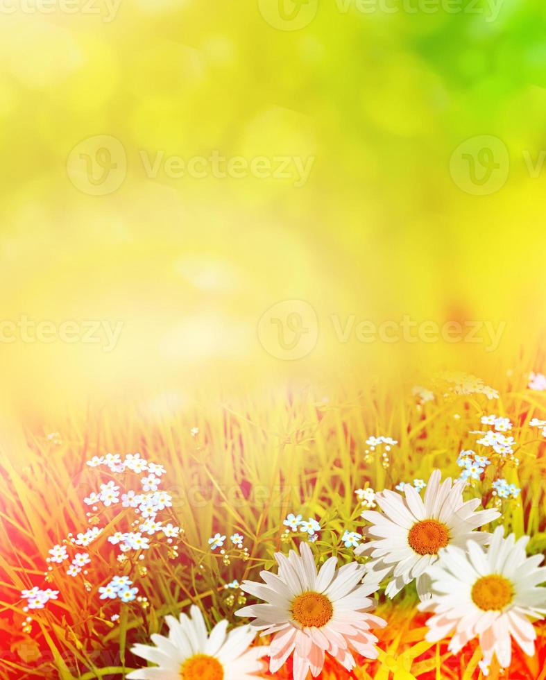 Wildflowers daisies. Summer landscape. photo
