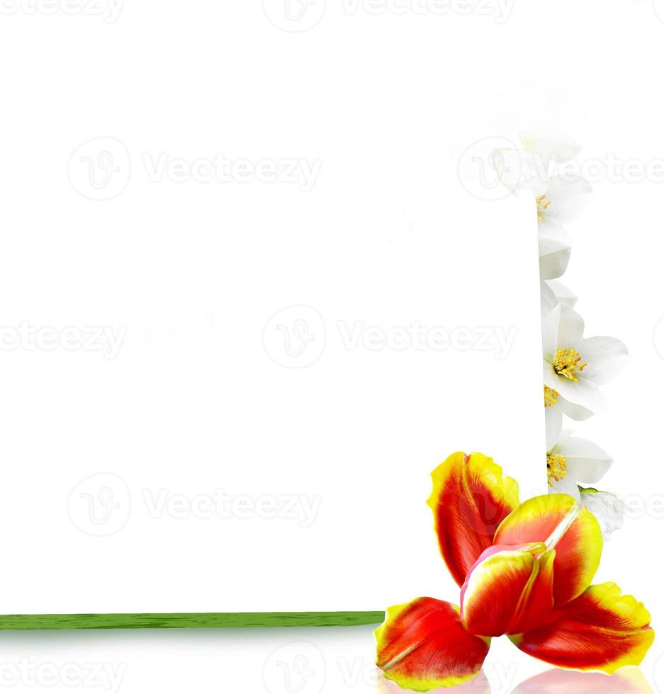 Spring flowers. frame photo