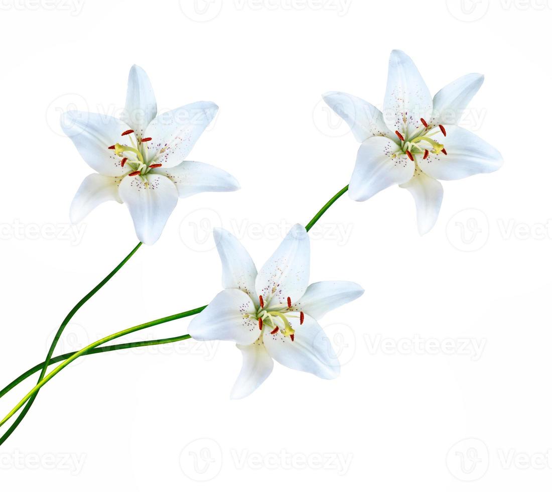 Lily of the valley flower on white background photo