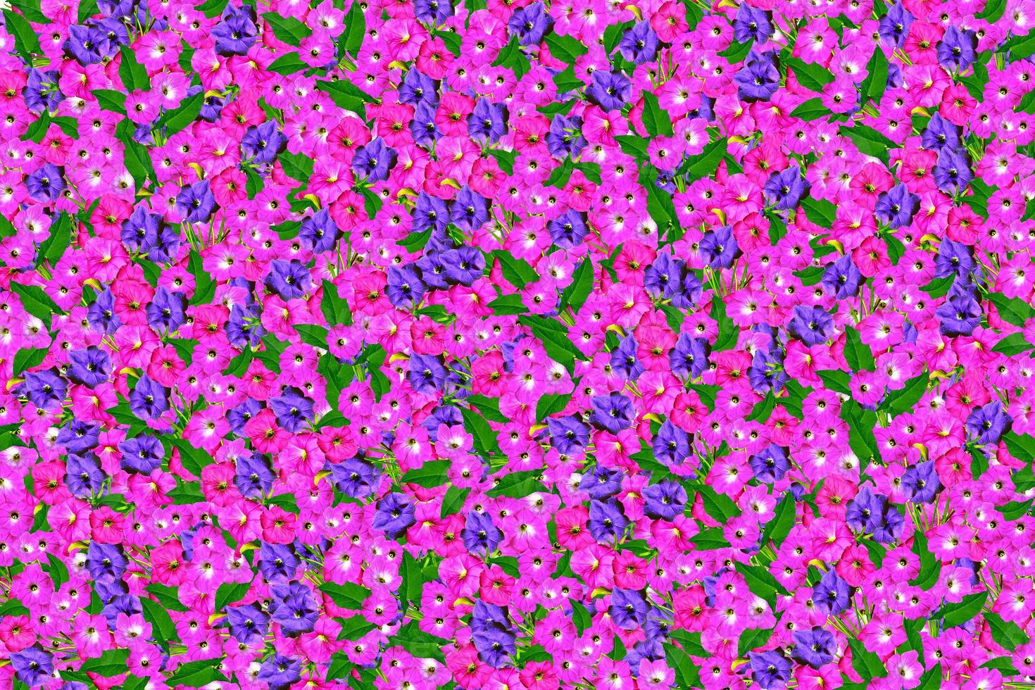 floral background. Nature. photo