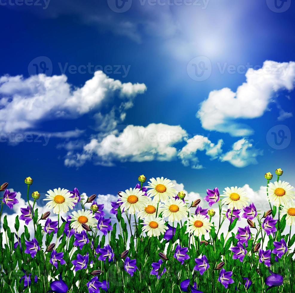 flores de margarita y campanas sobre un fondo de cielo azul con nubes  10021801 Foto de stock en Vecteezy