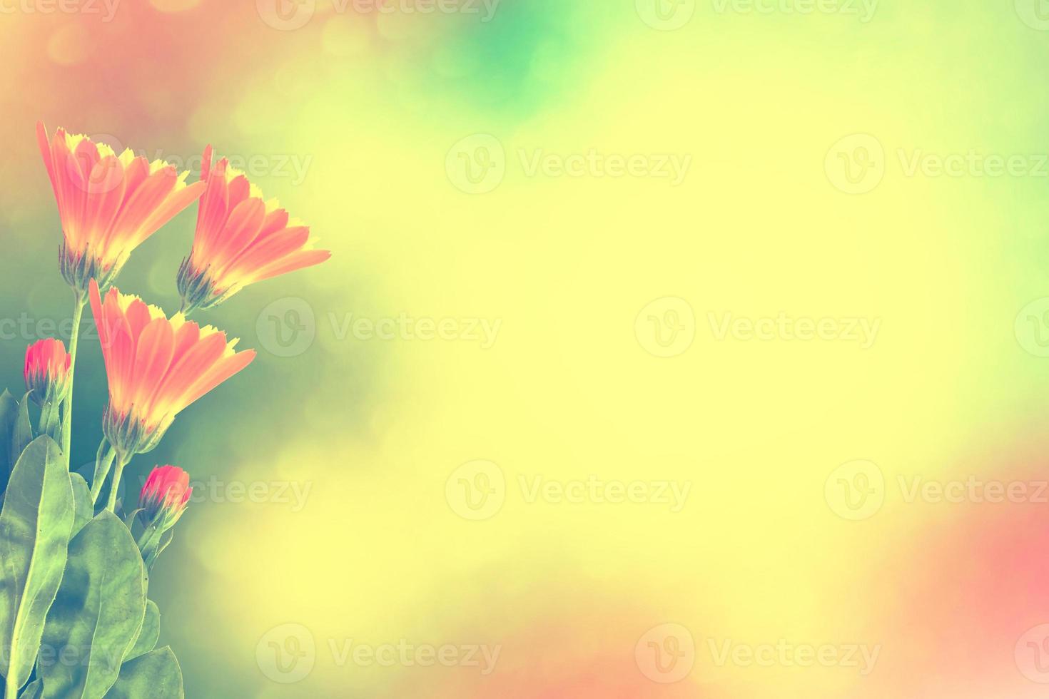 calendula flowers on a background of the summer landscape. photo