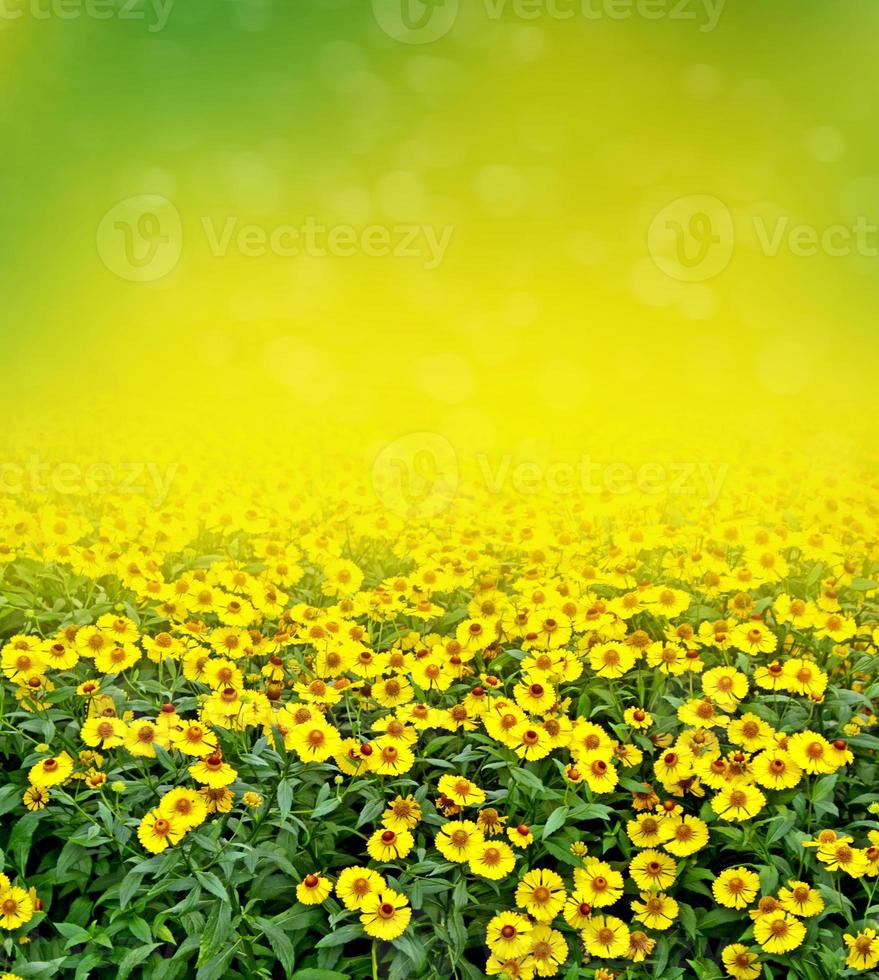 Colorful bright flowers Echinacea against the background of the summer landscape. photo
