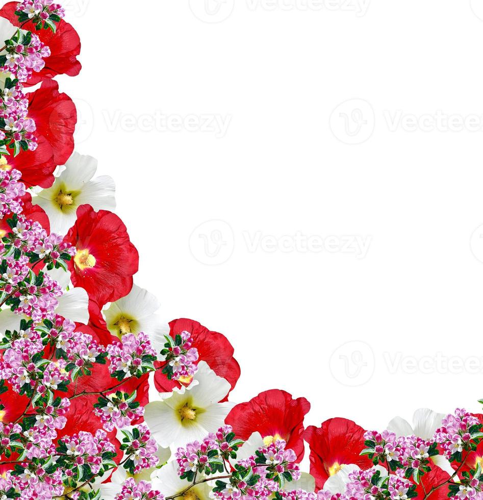 mallow flowers isolated on white background photo