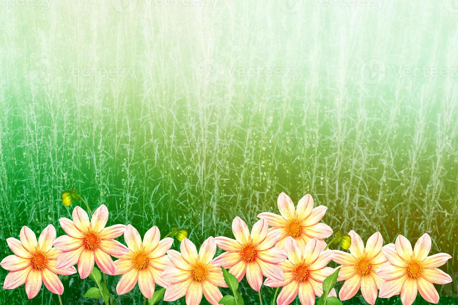 Colorful  flowers dahlia on the background of the summer landscape photo