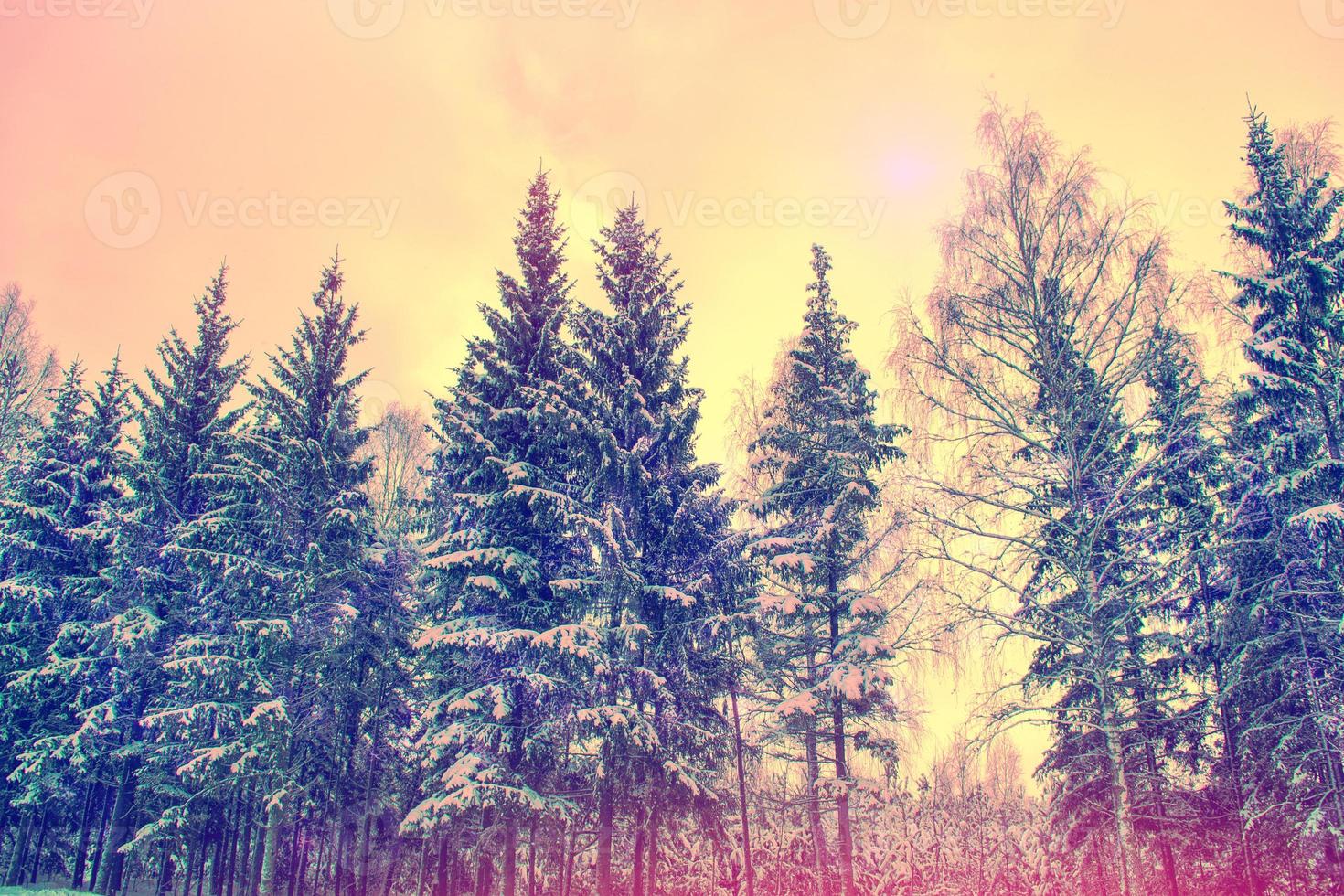 Frozen winter forest with snow covered trees. photo