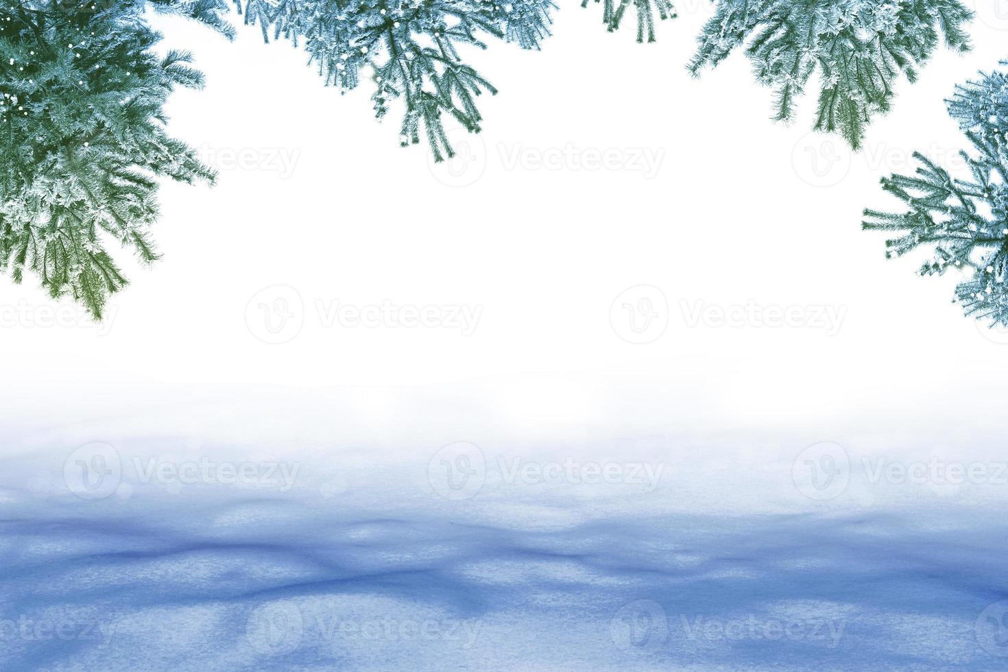 Christmas card with fir branches. photo