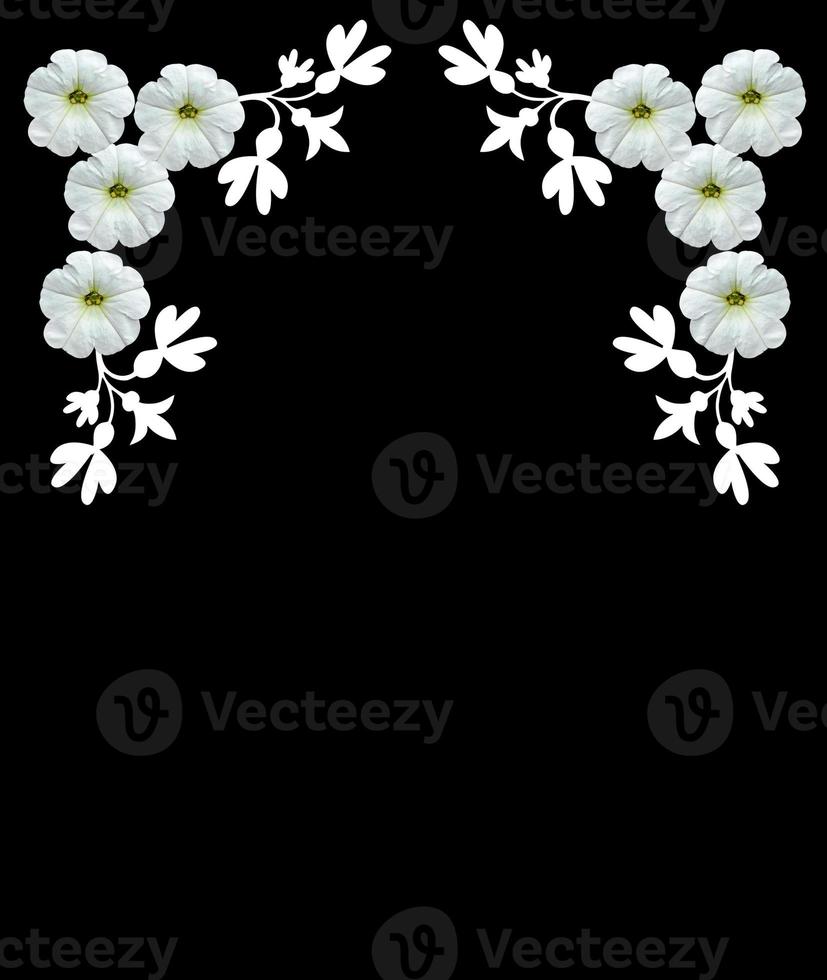 White flowers isolated on a black background. Frame. photo