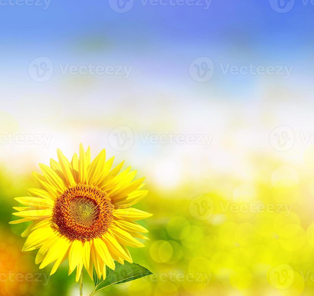 Beautiful sunflower field in summer. photo