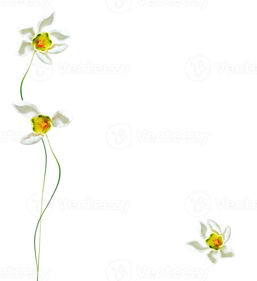 spring flowers snowdrops isolated on white background. photo